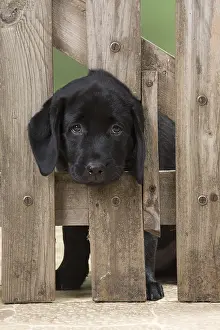 280218: DOG. Black Labrador puppy with it head thought a