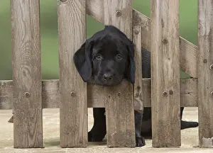 280218: DOG. Black Labrador puppy with it head thought a