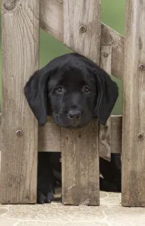 280218: DOG. Black Labrador puppy with it head thought a