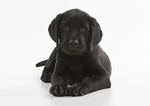 280218: DOG. Black Labrador puppy laying down, studio, (