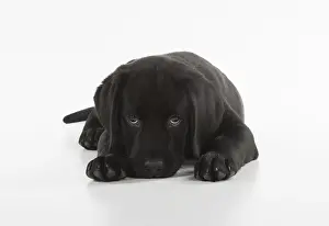 Upset: DOG. Black Labrador puppy laying down, studio, (