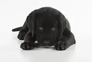 Upset: DOG. Black Labrador puppy laying down, studio, (