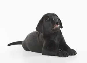 280218: DOG. Black Labrador puppy laying down, studio, (
