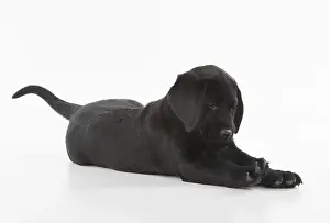 280218: DOG. Black Labrador puppy laying down, studio, (