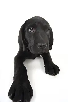 Upset: DOG. Black Labrador puppy laying down, studio, (
