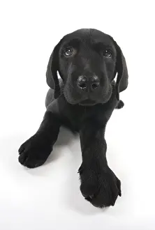 Upset: DOG. Black Labrador puppy laying down, studio, (