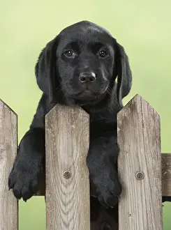 280218: DOG. Black Labrador puppy looking over a gate, (