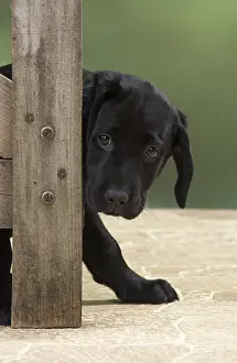 280218: DOG. Black Labrador puppy looking around a gate