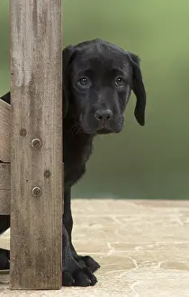 280218: DOG. Black Labrador puppy looking around a gate