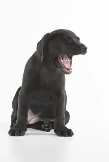 280218: DOG. Black Labrador puppy with mouth open, studio