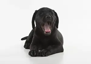 280218: DOG. Black Labrador puppy with mouth open, studio