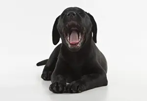 280218: DOG. Black Labrador puppy with mouth open, studio