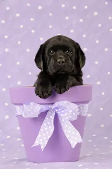 Pots: DOG. Black labrador puppy sitting in a plant pot