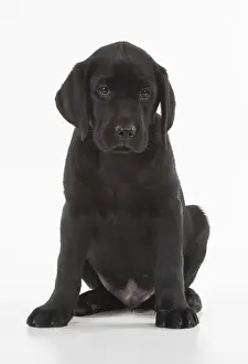 280218: DOG. Black Labrador puppy sitting, studio( 9 weeks