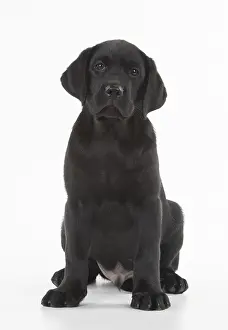 280218: DOG. Black Labrador puppy sitting, studio( 9 weeks