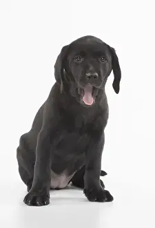 280218: DOG. Black Labrador puppy sitting, studio( 9 weeks