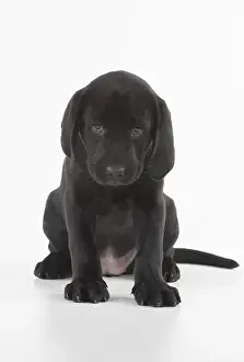 Upset: DOG. Black Labrador puppy sitting, studio( 9 weeks