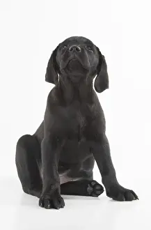 280218: DOG. Black Labrador puppy sitting, studio( 9 weeks