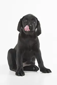 Lips: DOG. Black Labrador puppy sitting, studio( 9 weeks