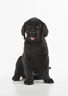 280218: DOG. Black Labrador puppy sitting, studio( 9 weeks
