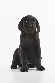 280218: DOG. Black Labrador puppy sitting, studio( 9 weeks