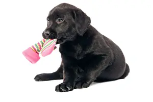 Sock: Dog - Black labrador puppy - in studio with sock in mouth