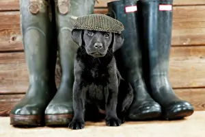 Footwear: DOG