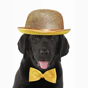 Ties: DOG. Black labrador puppy wearing a gold bowler