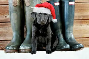 270321: DOG - Black Labrador puppy wearing red Christmas Santa hat w