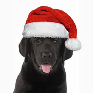Labarador: DOG. Black labrador puppy wearing a red Santa hat