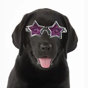Labarador: DOG. Black labrador puppy wearing star shaped glasses