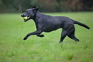 Tennis: Dog - Black Labrador running in garden with tennis