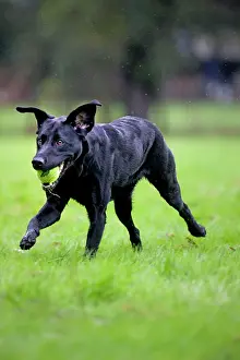 Tennis: Dog - Black Labrador running in garden with tennis