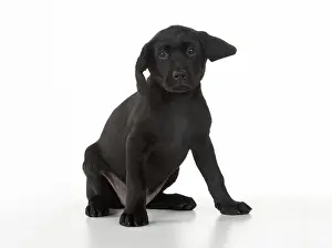 280218: DOG. Black Labrador sitting, studio ( 9 weeks old