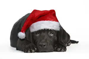040718: DOG - Black labrador wearing Christmas hat laying