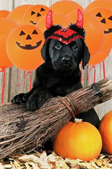 Fancy: DOG - Black Labrador wearing devil hat with broom