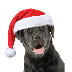 310320: Dog - Black Labrador wearing a red Christmas hat