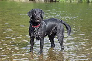 Exercising: Dog - Black Labrador - wet - standing in River Wye