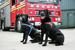 Rescues: Dog - Black Labradors by Fire Engine