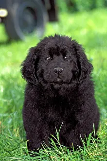 Newfoundland: Dog - Black Newfoundland puppy - sitting in grass