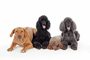Caniche: DOG. Black poodle, grey poodle, brown miniature