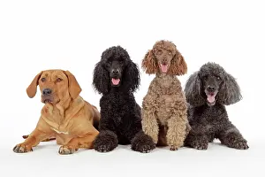 Caniche: DOG. Black poodle, grey poodle, brown miniature