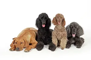 Caniche: DOG. Black poodle, grey poodle, brown miniature