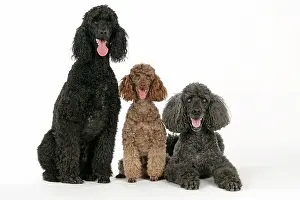 Mammmal: DOG. Black poodle, grey poodle and brown miniature poodle