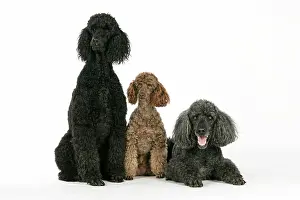 Mammmal: DOG. Black poodle, grey poodle and brown miniature poodle