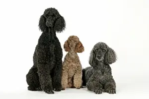 Mammmal: DOG. Black poodle, grey poodle and brown miniature poodle