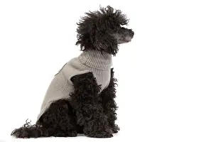 Knitted: Dog - Black Poodle wearing knitted jumper