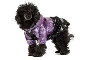 Jacket: Dog - black Poodle wearing shiny purple jacket