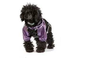 Jacket: Dog - black Poodle wearing shiny purple jacket in studio