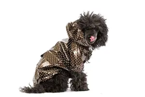 Jacket: Dog - black Poodle weariny shiny jacket in studio